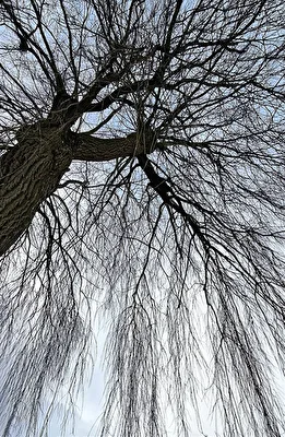Alt wie ein Baum