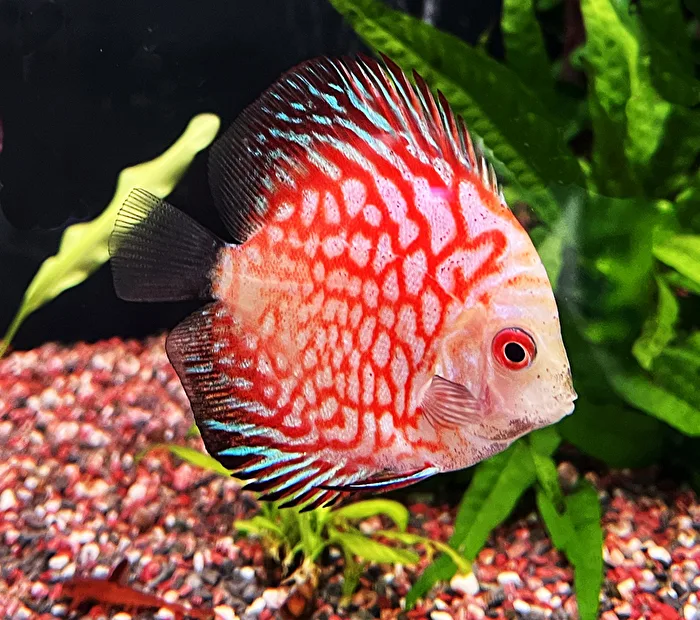 Pigeon Blood Discus