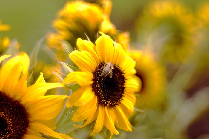 Sonnenblume mit Biene