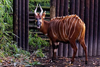 Bongo