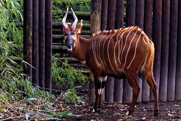 Bongo
