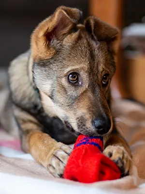 Süßes ... ein Sockendieb Start Hunde