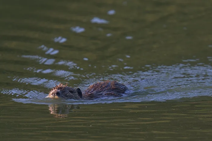 Myocastor coypus