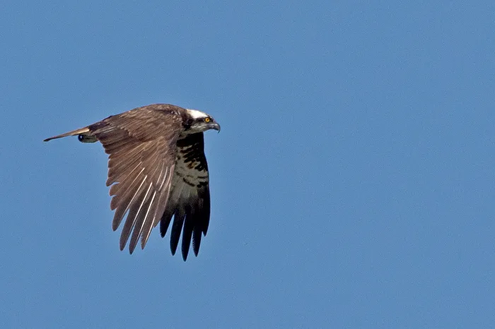 Osprey