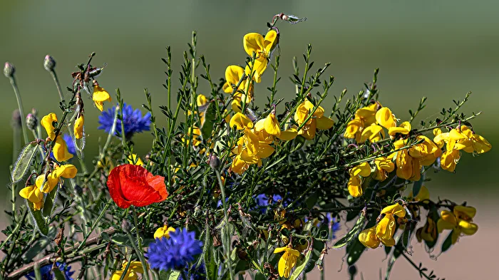 Auch Feldblumen haben ihren Reiz . . .