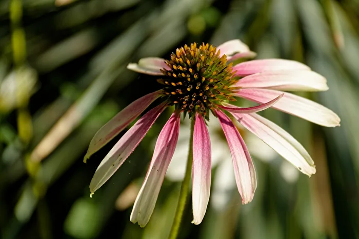 Coneflower