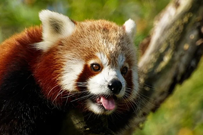 Red Panda