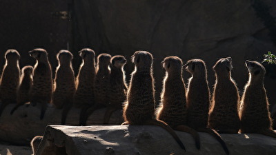 Zusammen sind wir viele