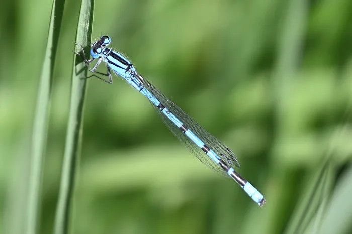 Dragonfly
