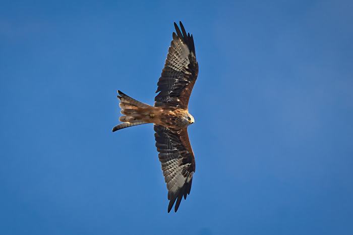 meistens sind sie zu zweit...