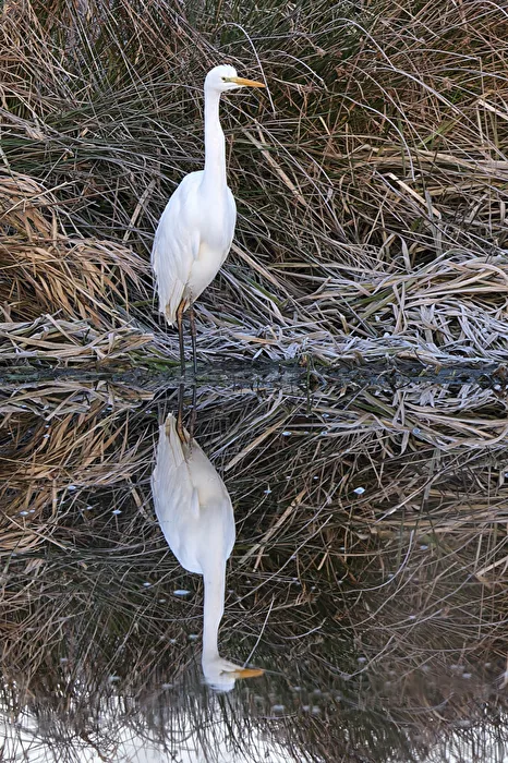 Great Egret