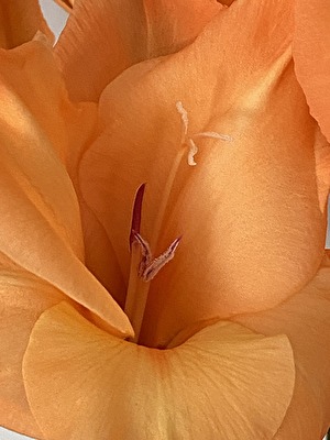 Gladiole