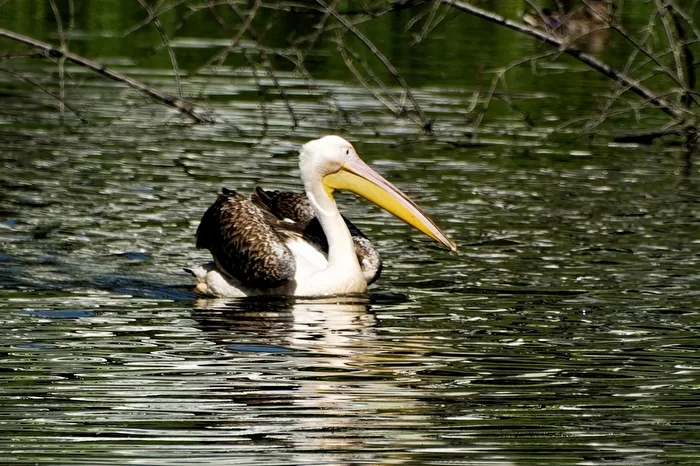 Pellicano
