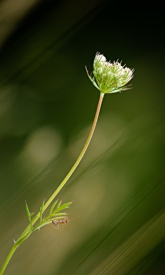 Steht für sich allein..