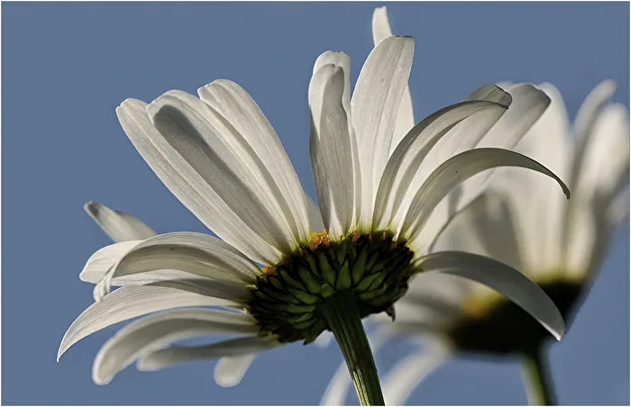 "Blümchen"