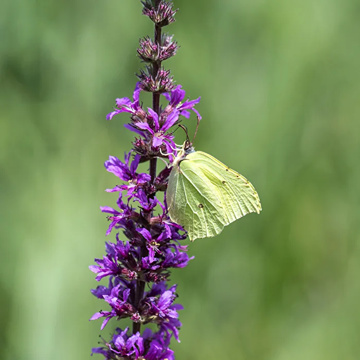 Brimstone butterfly