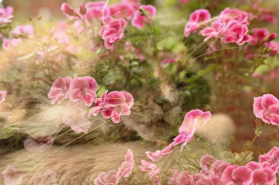 Baily unsere Maine Coon Katze im Blumenbett