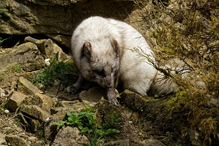 Arctic Fox