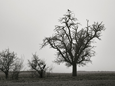 Einsamer Baum mit Büschen im Winterkleid