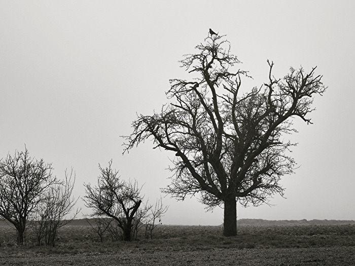 Einsamer Baum mit Büschen im Winterkleid