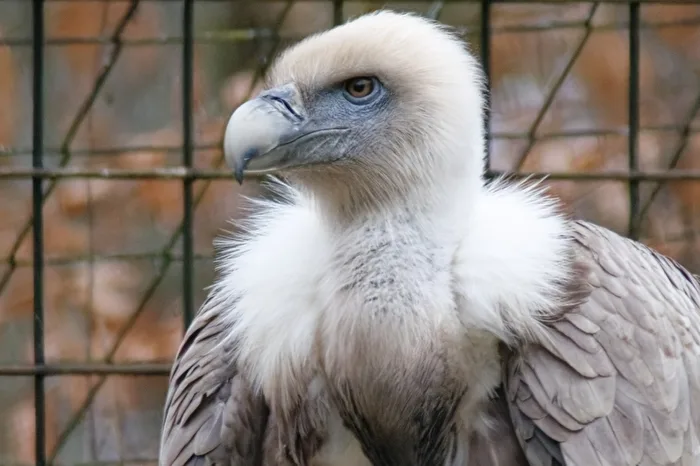 Griffon Vulture
