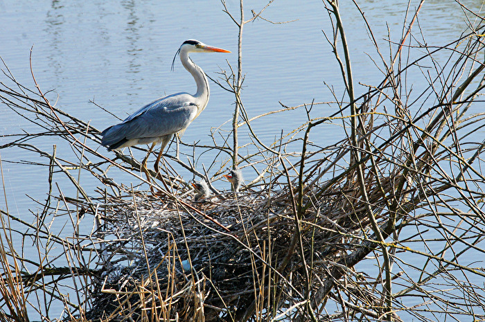 Graureiher am Nest