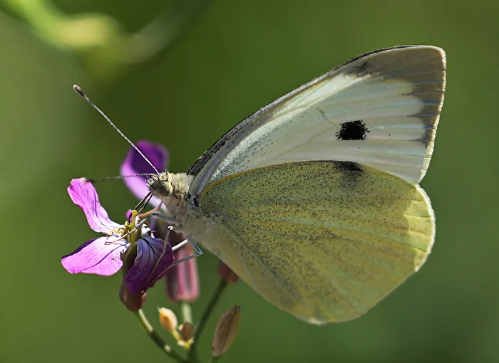 Karst Apollo Butterfly
