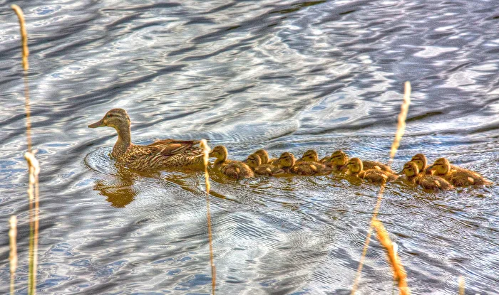 Water duck march