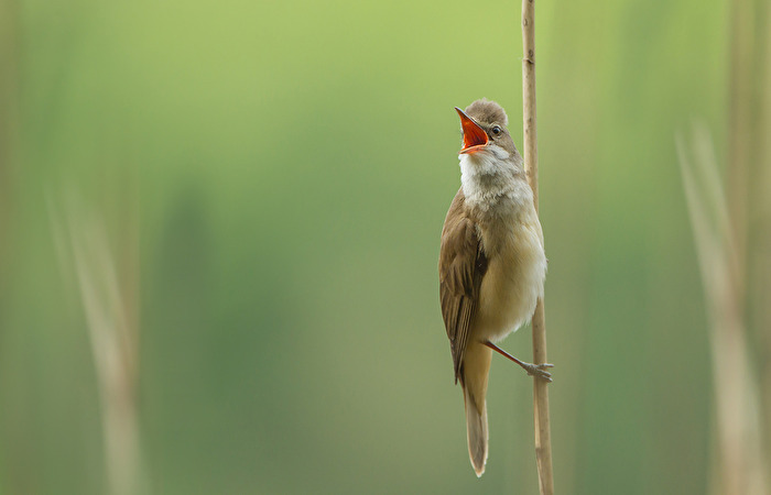 Drosselrohrsänger (Acrocephalus arundinaceus)