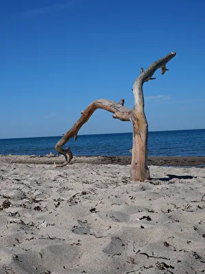 Von der Ostsee geformt, vom Wind gezeichnet.