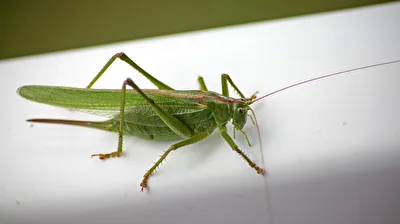 Grashüpfer