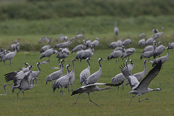 Kraniche starten . . . .