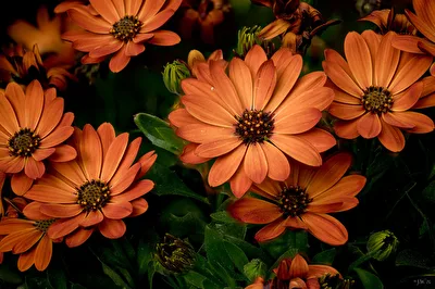 Osteospermum Orange - 46 Bilder