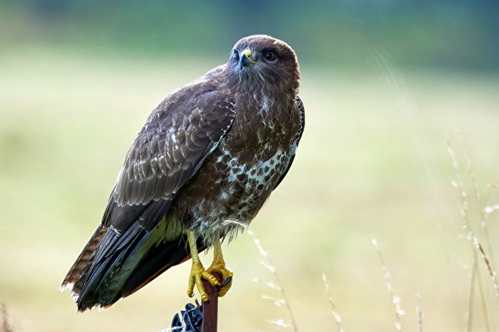 Mäusebussard