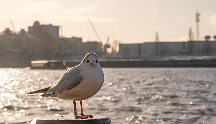 Möwe im Abendlicht