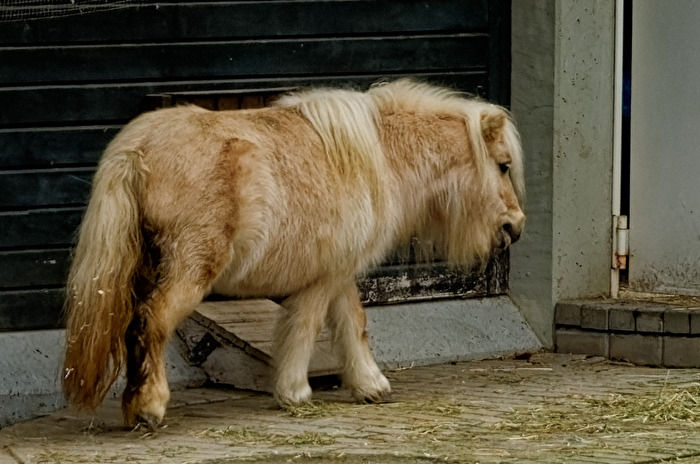 Pony