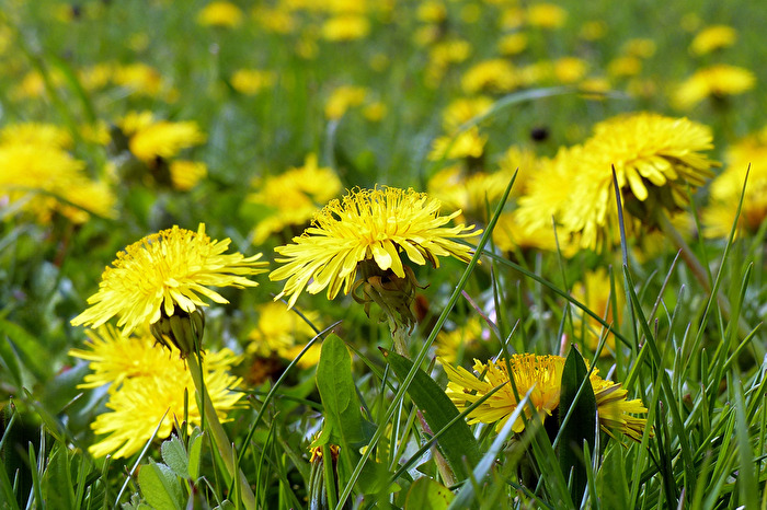 Löwenzahn Wiese