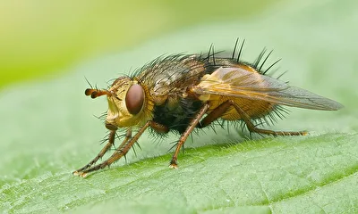 Igelfliege