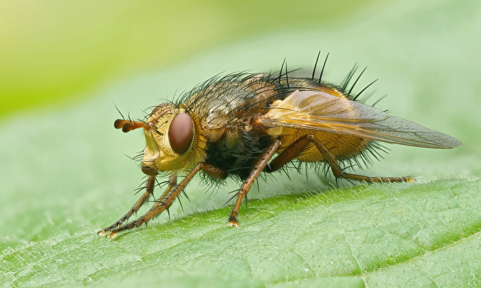 Igelfliege