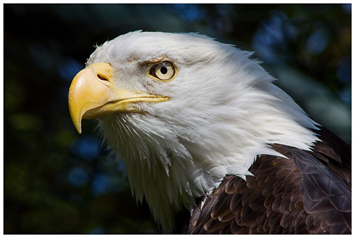 Seeadler