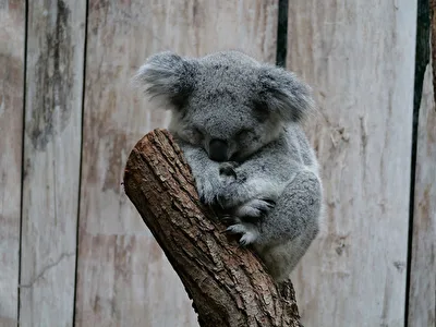 Koala