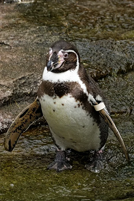 Pinguin
