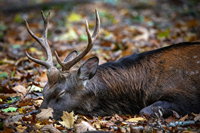 Beim pennen erwischt