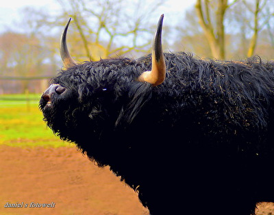 Schottischer Hochland Bulle