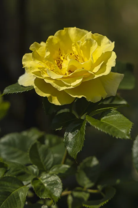 Rose in the garden (Yellow)