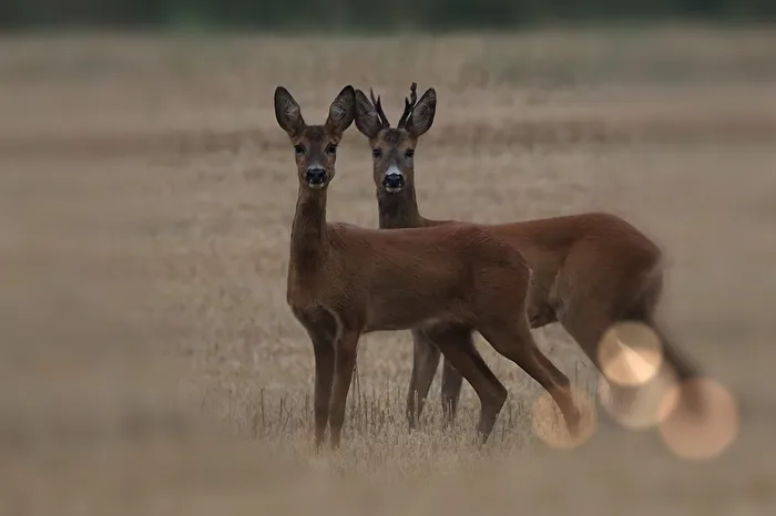 Two who have found each other