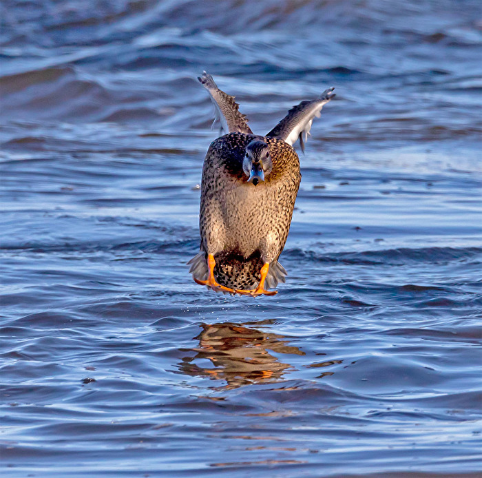Stockente im Landeanflug