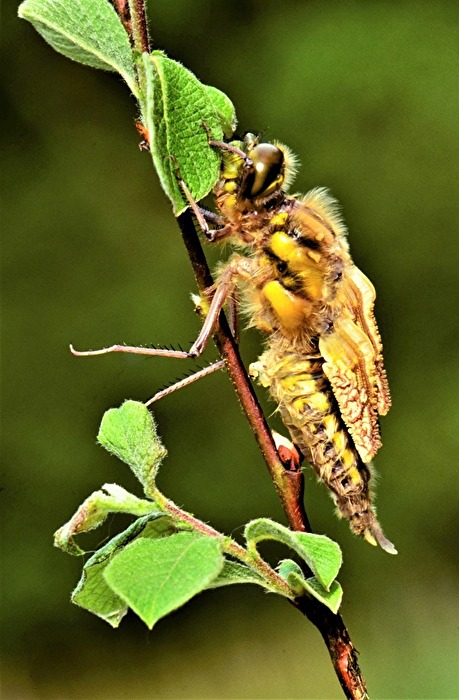 " Kurz vor dem Flug - Modus "