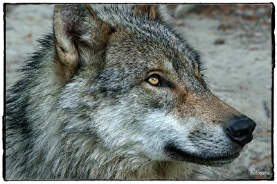 Wolf.