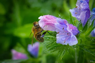 Im Bienenbeet